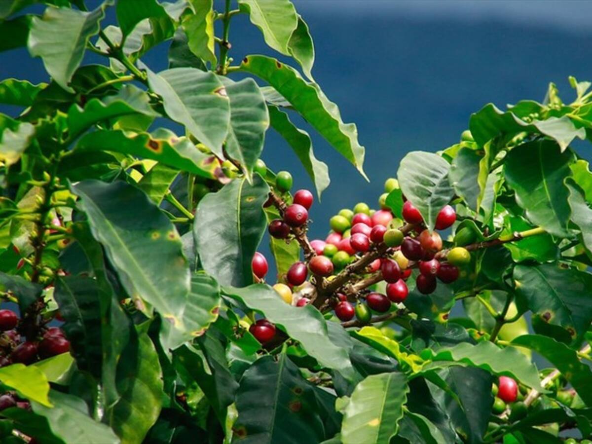 El café de Caquetá es único, merece que pongamos su nombre en alto: Mathieu Colombier