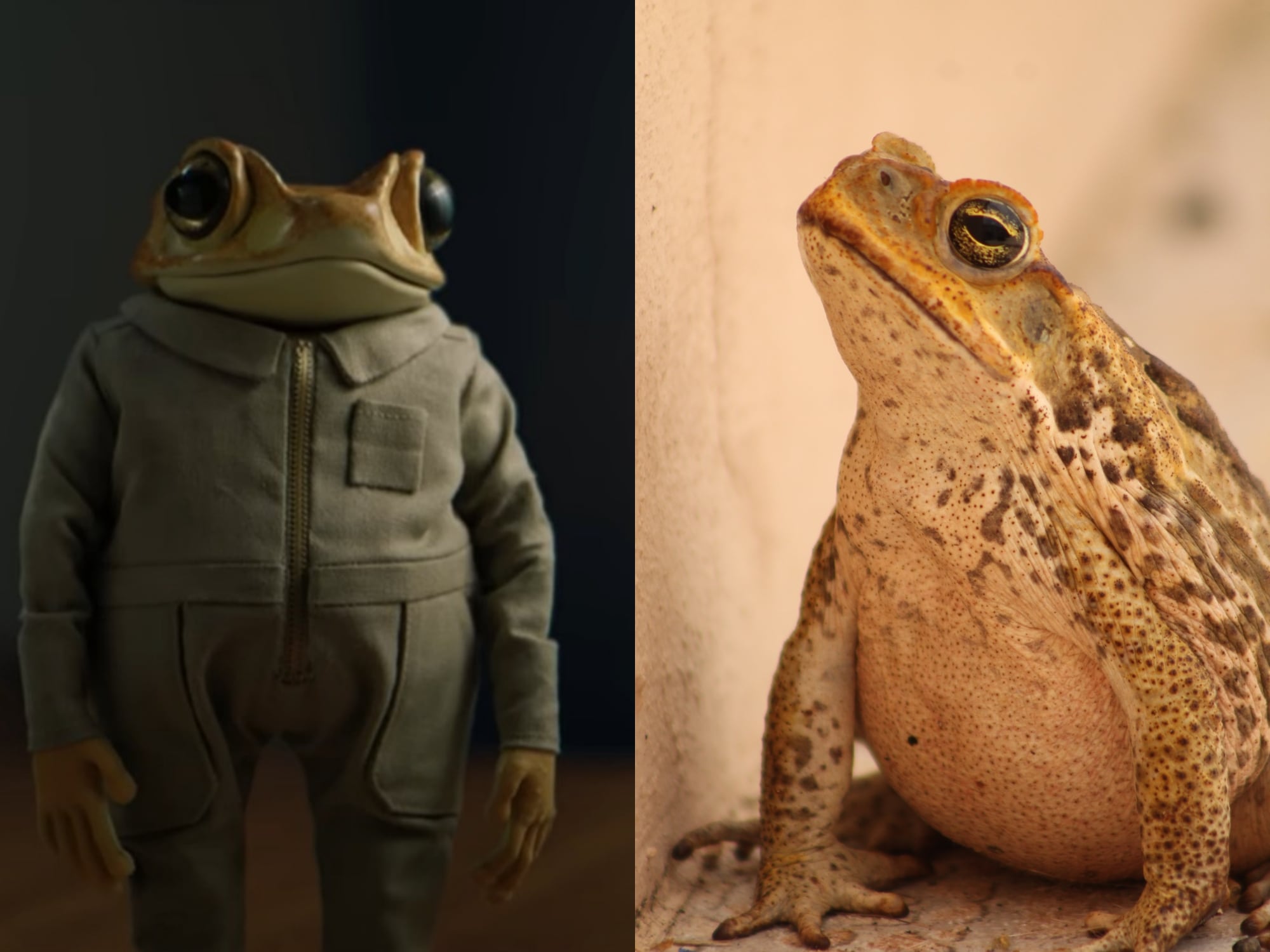 Sapo concho en los videos de Bad Bunny del álbum Debí tirar más fotos, y sapo concho en la vida real. Fotos: captura de pantalla y Getty Images.