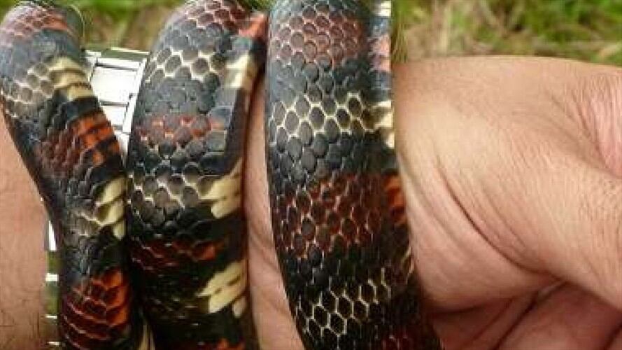 Coral - Santander . Foto: Suministrada.