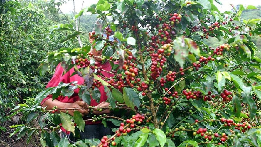 Exportaciones del café disminuyeron: Crédito: Colprensa