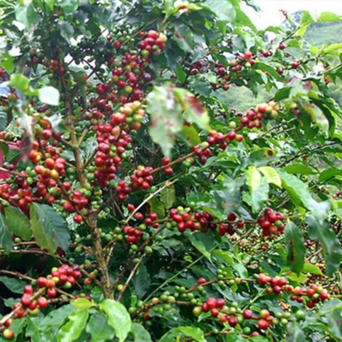 Producción de café en el país cae 7% en abril