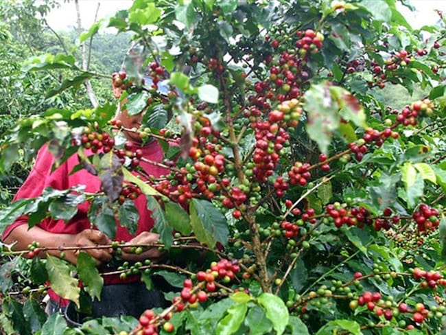 Exportaciones del café disminuyeron: Crédito: Colprensa
