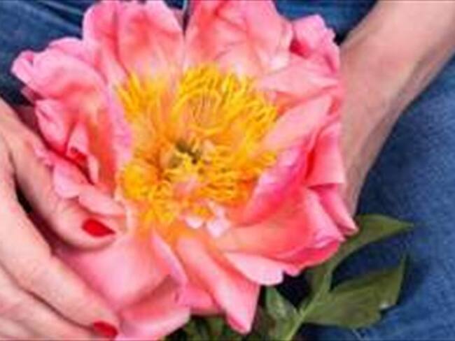 Imagen de referencia. Foto: BBC Mundo