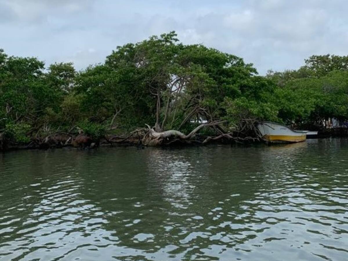 Procuraduría denuncia afectaciones ambientales en proyecto urbano Ciudad Mallorquín