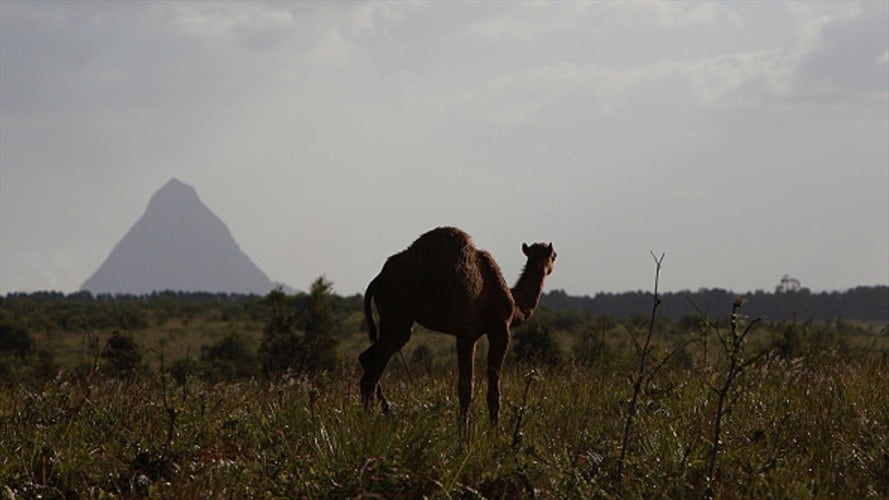 Las razones por las que se autorizó la matanza de miles de camellos en Australia. Foto: Getty Images