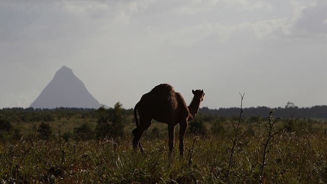 Las razones por las que se autorizó la matanza de miles de camellos en Australia. Foto: Getty Images