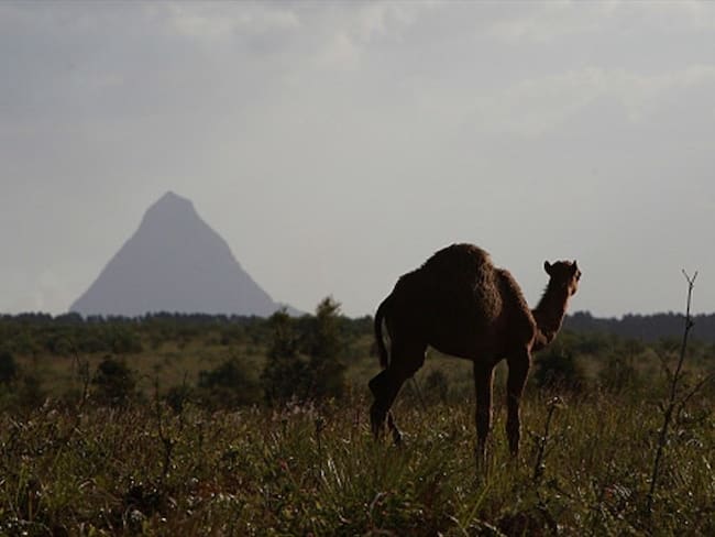 Las razones por las que se autorizó la matanza de miles de camellos en Australia. Foto: Getty Images