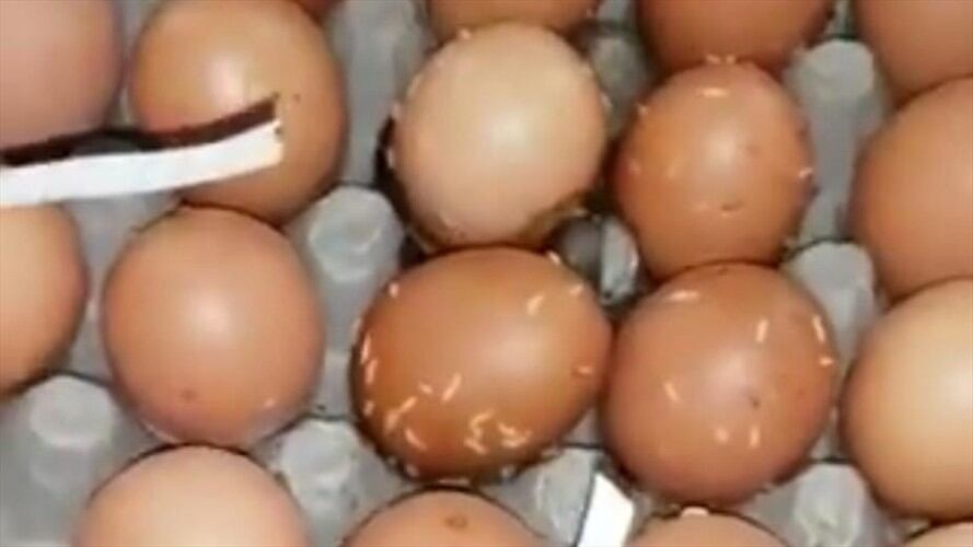 Huevos con gusanos, la nueva denuncia contra el PAE en Santa Marta. Foto: Cortesía