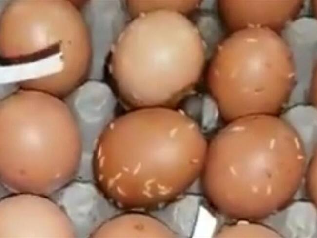 Huevos con gusanos, la nueva denuncia contra el PAE en Santa Marta. Foto: Cortesía