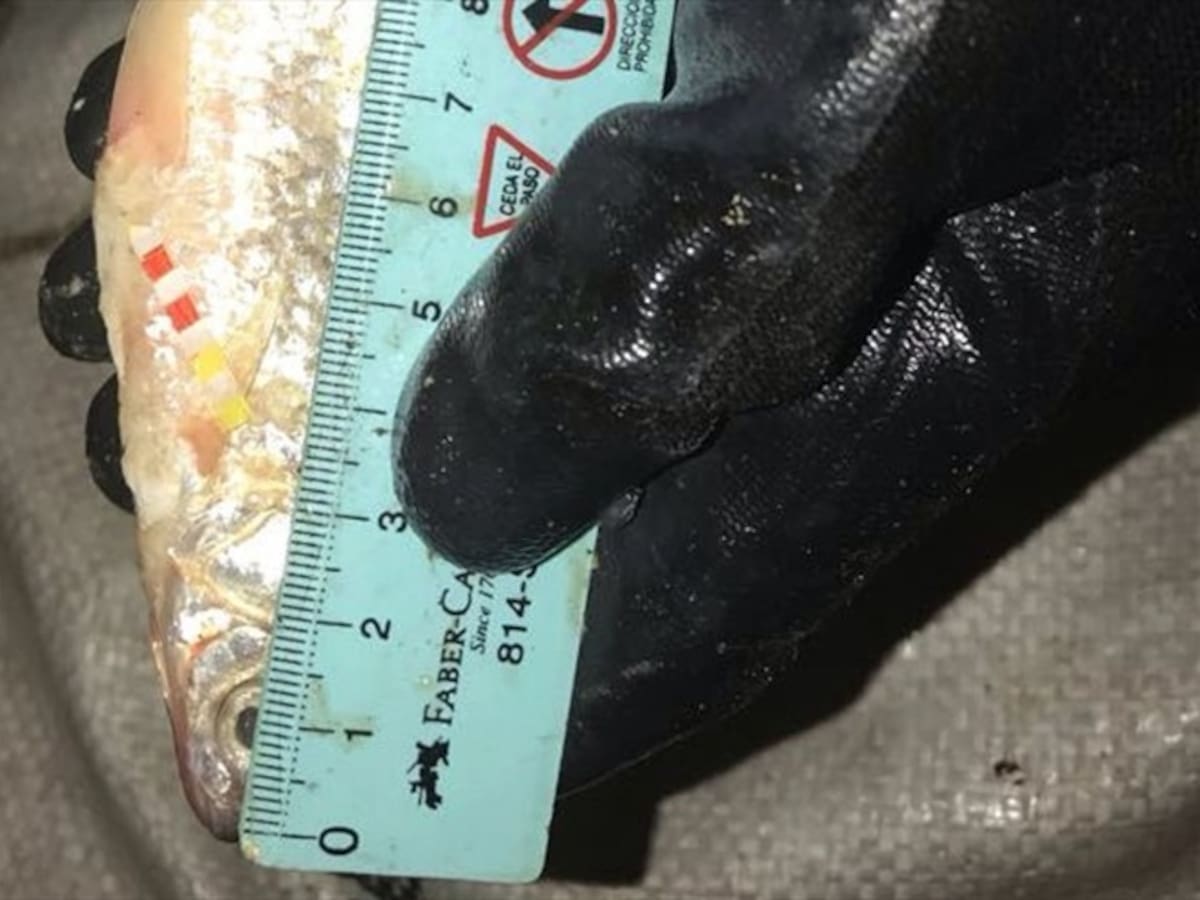 450 kilos de bocachico fueron incautados en Barranquilla