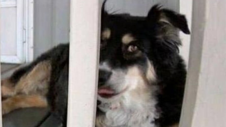 Una perrita heredará cifra astronómica que le dejó su dueño al morir. Foto: Captura del video News Channel 5