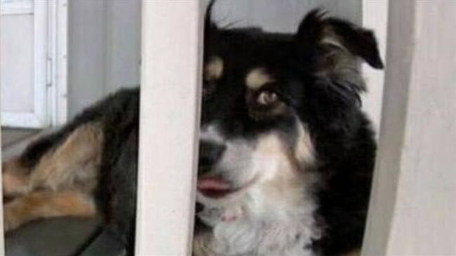 Una perrita heredará cifra astronómica que le dejó su dueño al morir. Foto: Captura del video News Channel 5