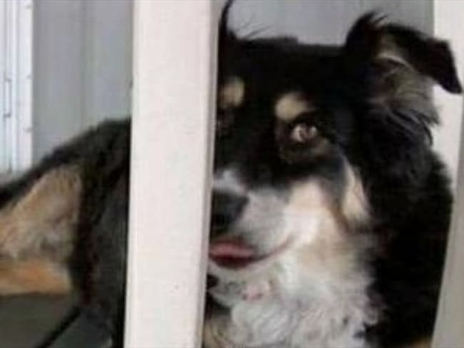 Una perrita heredará cifra astronómica que le dejó su dueño al morir. Foto: Captura del video News Channel 5