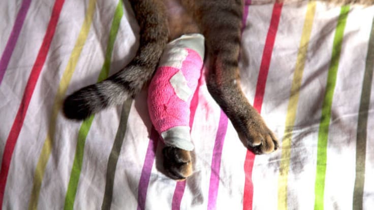 Corporación estaría usando animales vivos para prácticas veterinarias en Santa Marta