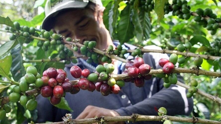 Cosecha cafetera de Risaralda. Foto: Colprensa