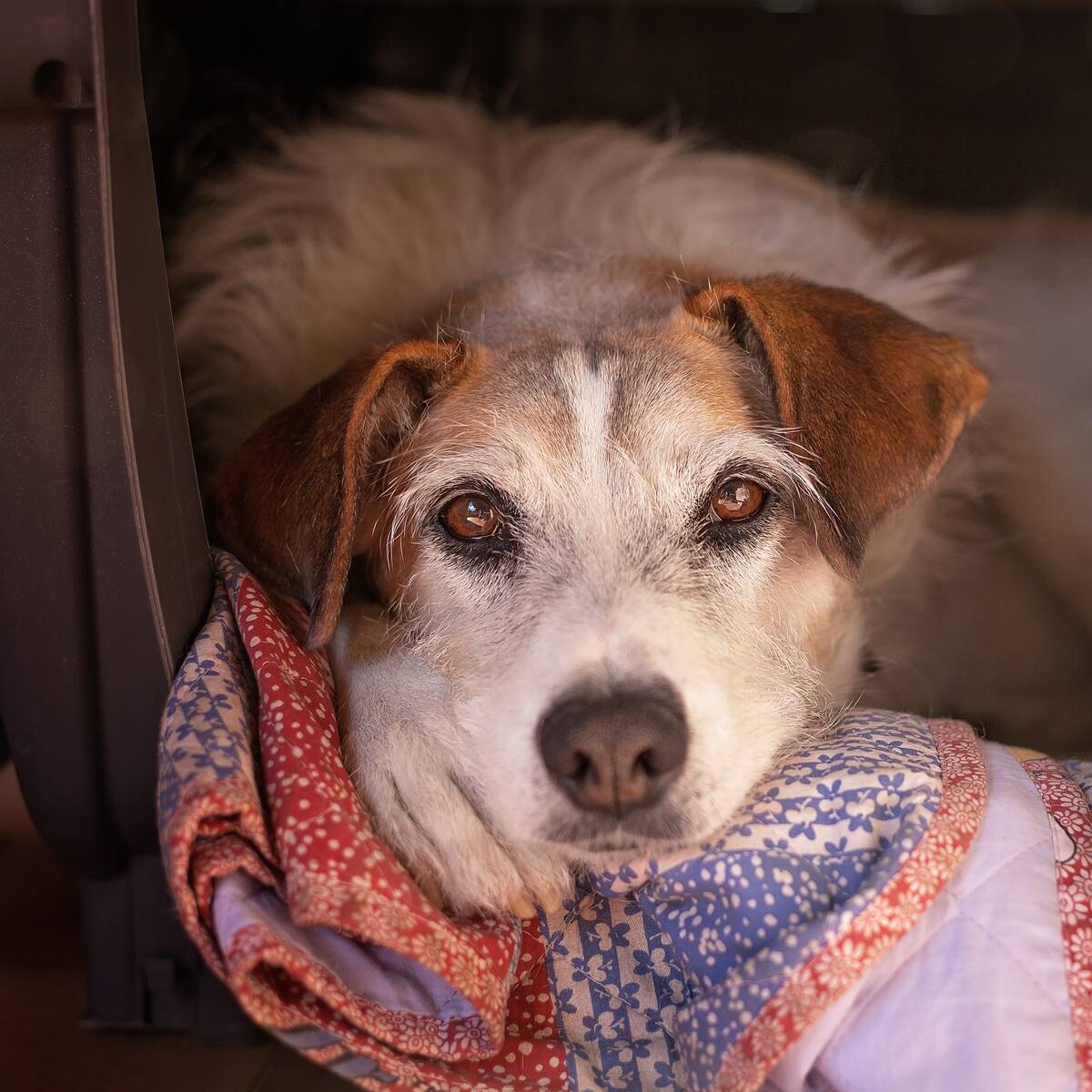 Cura brasileño que encuentra hogar para animales en las misas: “nuestro propósito es darles abrigo”