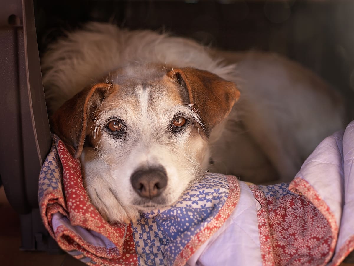 Cura brasileño que encuentra hogar para animales en las misas: “nuestro propósito es darles abrigo”