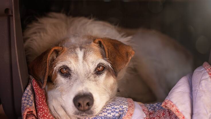 Cura brasileño que encuentra hogar para animales en las misas: “nuestro propósito es darles abrigo”