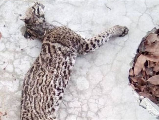 Tigrillo muerto por los incendios en Minca. Foto: JAC Minca