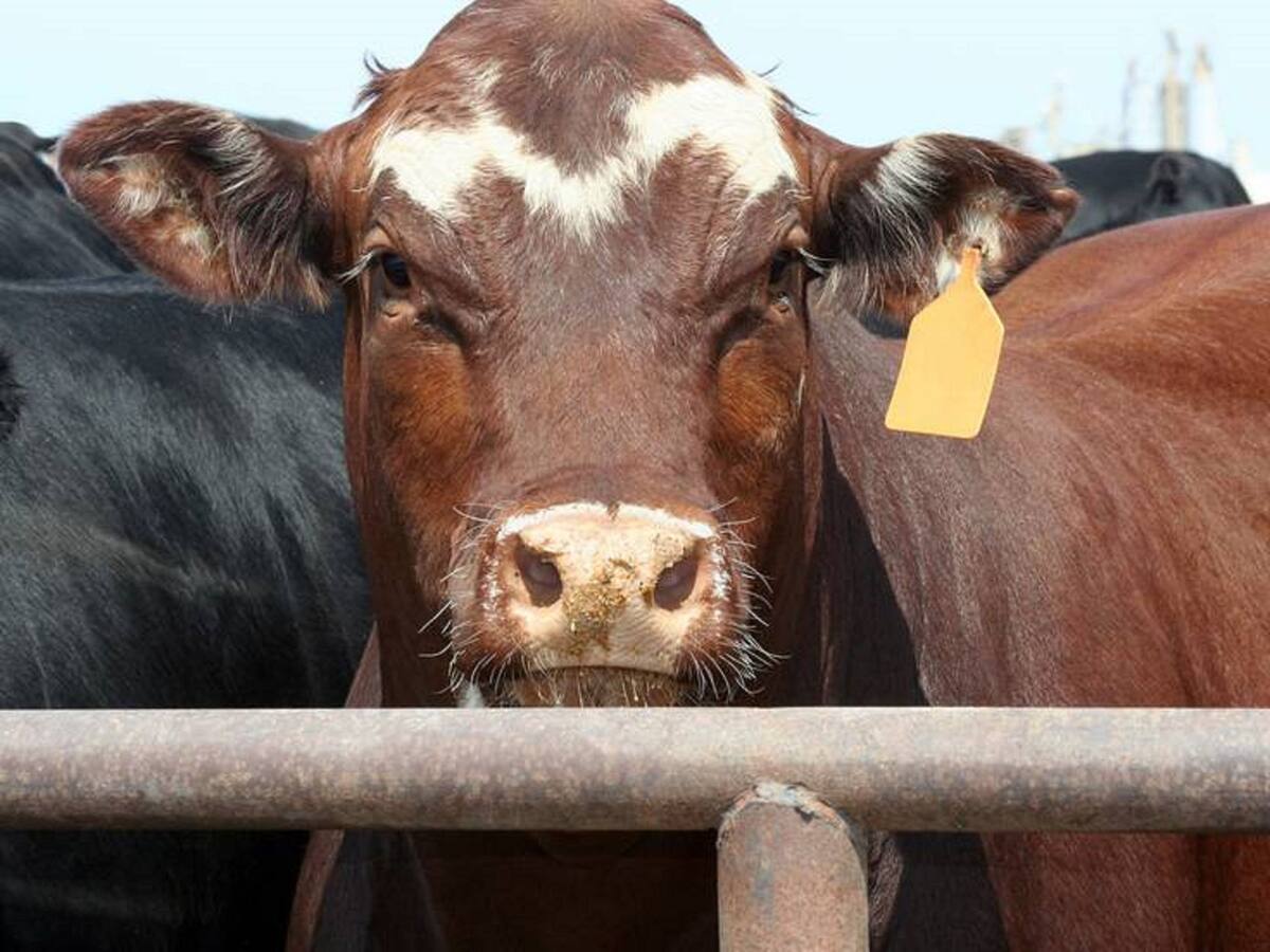 ¿Por qué Alcaldía de Tunja no está de acuerdo con volver a frigoríficos municipales?