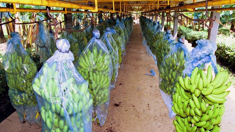 La gerente general del ICA destacó que “esta enfermedad no tiene ningún efecto en la salud pública y por lo tanto se puede consumir la fruta con tranquilidad”. Foto: Colprensa