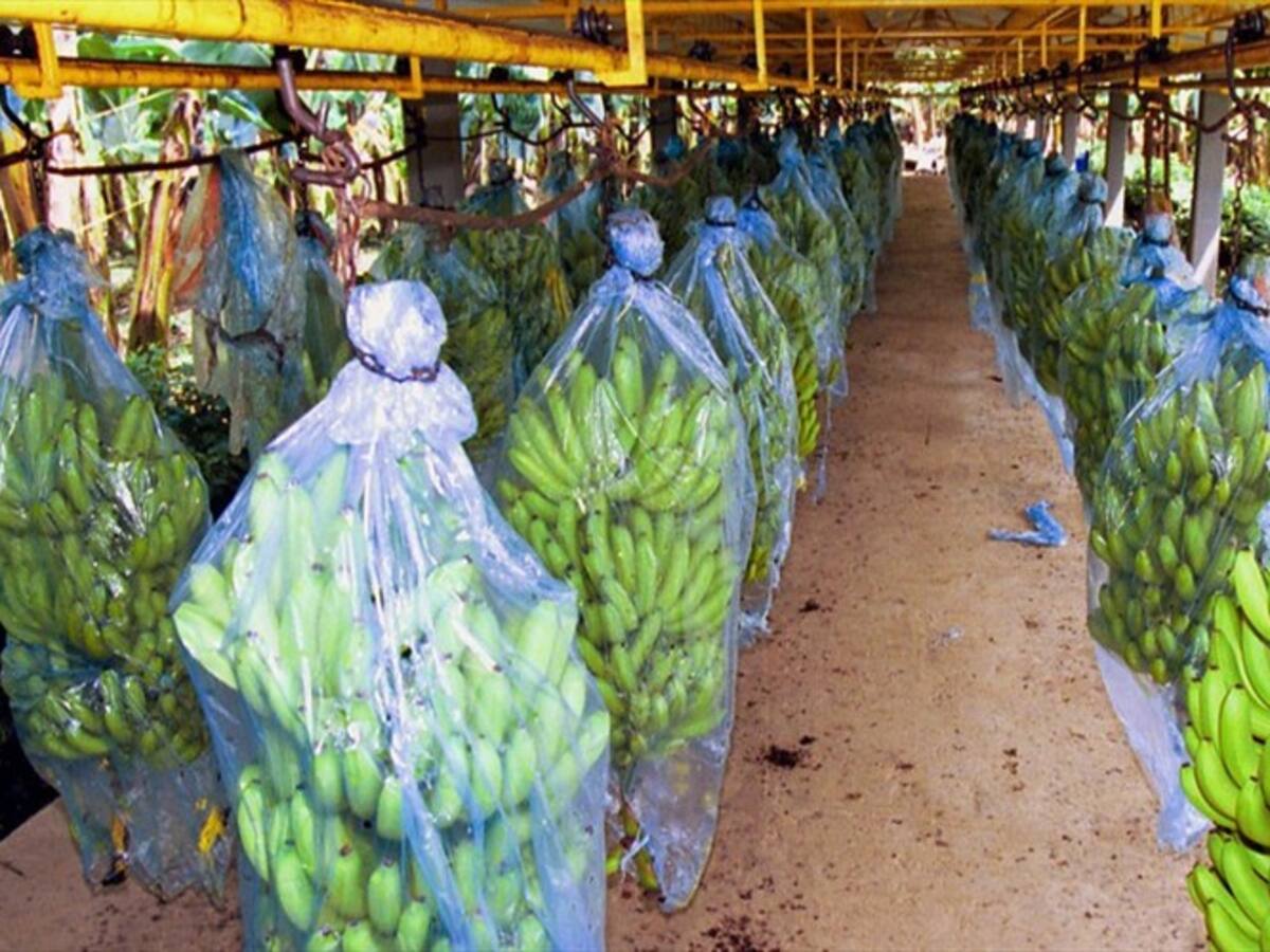 ICA incrementa controles por sospecha de hongo en banano de La Guajira