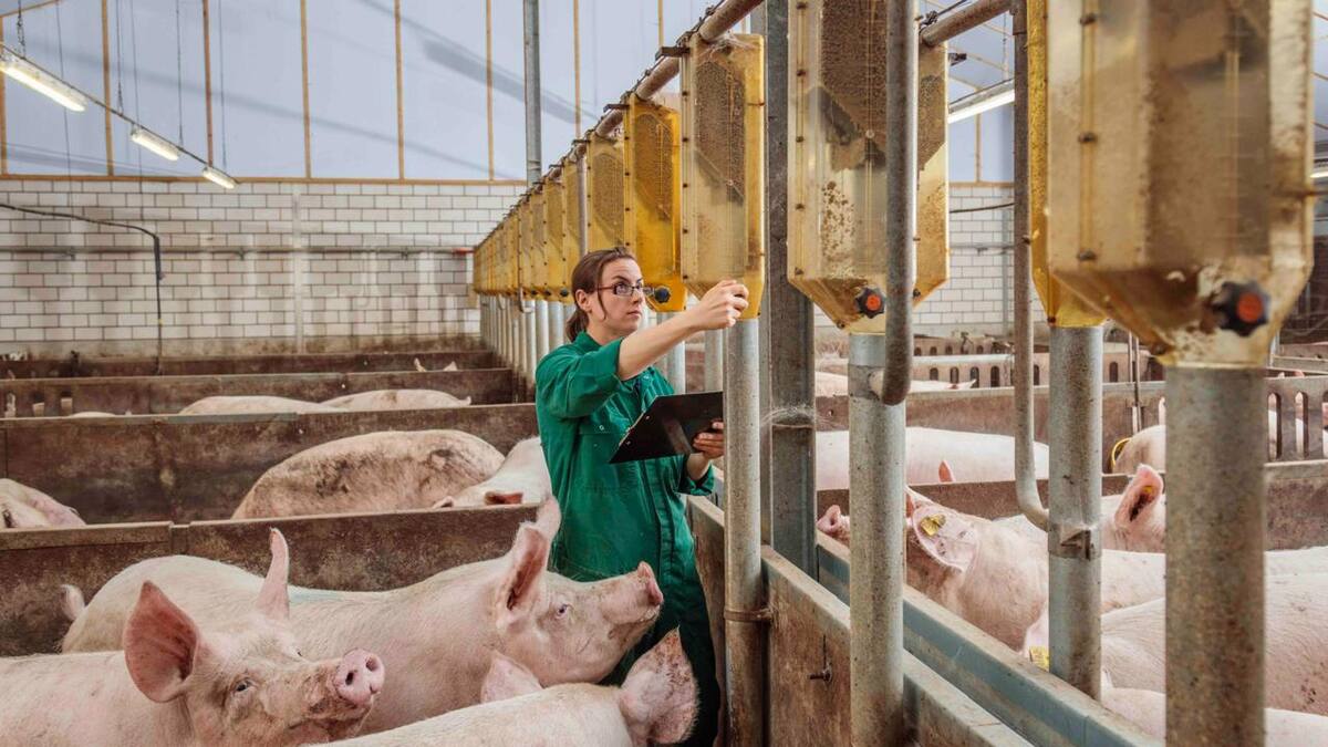 La carne de cerdo: un aliado en la nutrición colombiana