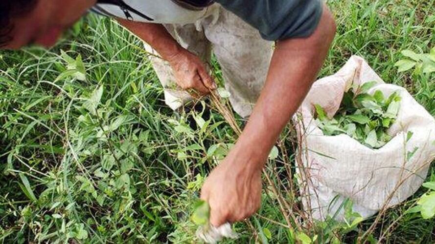 Cultivadores de hoja de coca. Foto: Caracol Radio