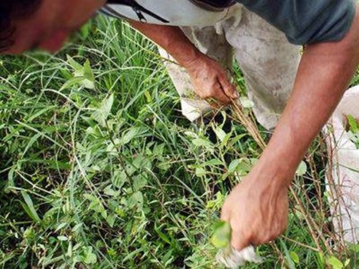 Cultivadores de hoja de coca advierten difíciles condiciones en Caño Indio, Tibú