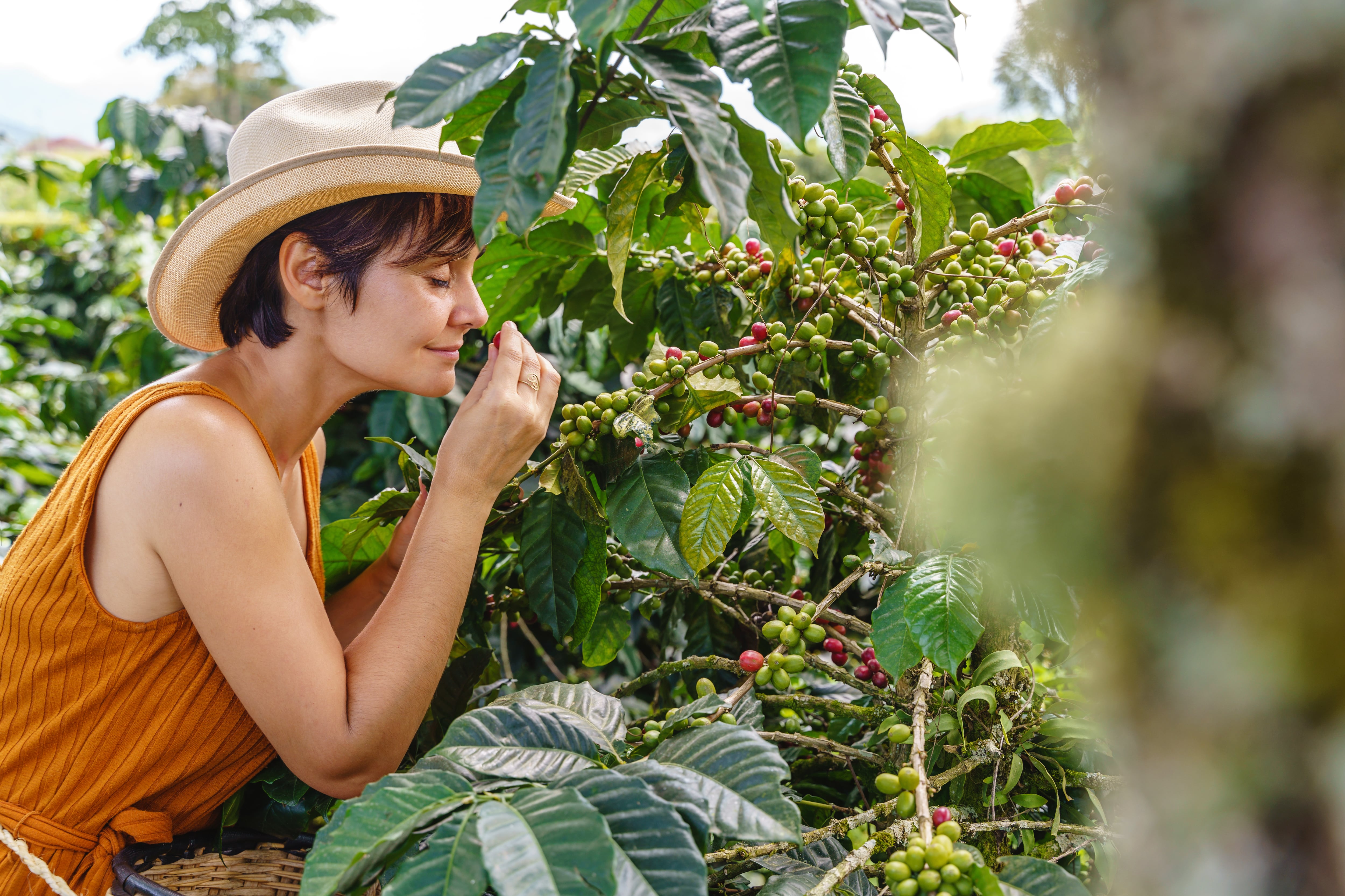 Mujer oliendo un cultivo de café en el Eje Cafetero (Foto: Getty Images)