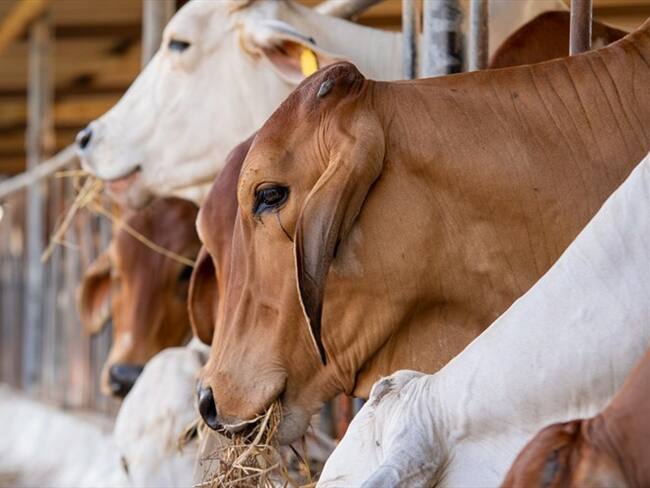 La Asociación de Frigoríficos de Colombia, denunció que el país llegó a un desabastecimiento de ganado. Foto: Getty Images / VISOOT UTHAIRAM