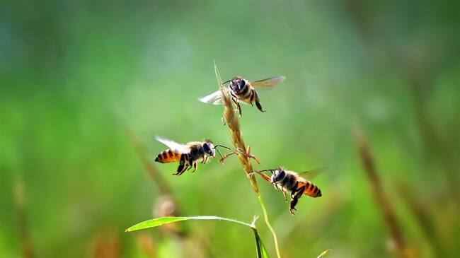 Este descubrimiento, que implica que las matemáticas no requieren un cerebro de gran tamaño, podría ser una puerta abierta de cara al campo de la Inteligencia Artificial. Foto: Getty Images