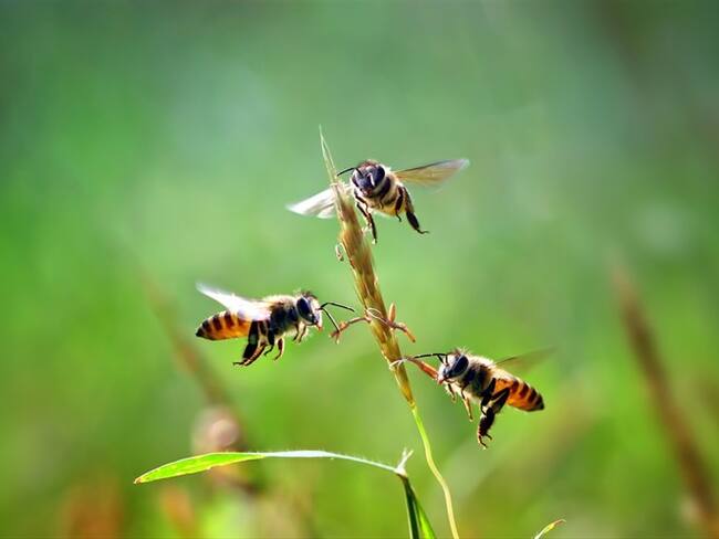 Este descubrimiento, que implica que las matemáticas no requieren un cerebro de gran tamaño, podría ser una puerta abierta de cara al campo de la Inteligencia Artificial. Foto: Getty Images