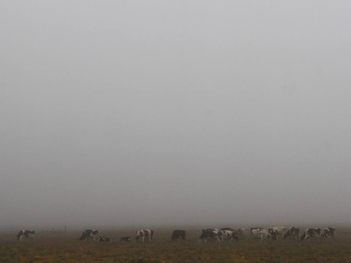 Banco Agrario anunció medidas para los ganaderos del país afectados por heladas
