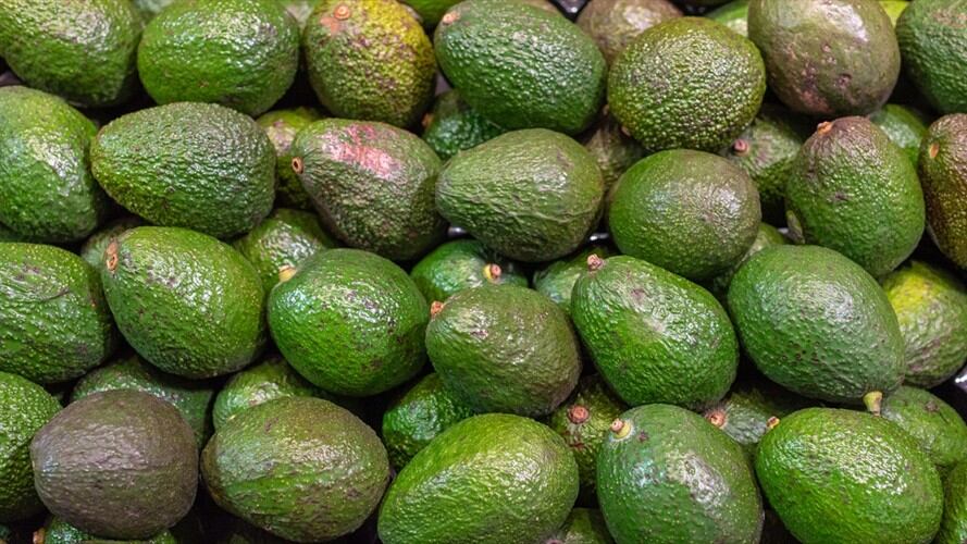 Colombia exportará aguacate hass hacia Chile. Foto: Getty Images