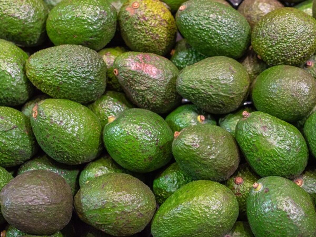 Colombia alcanzó acuerdo con Chile para empezar a exportar aguacate hass a ese país