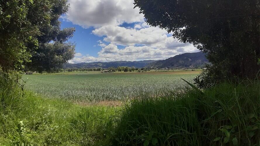 “Los resultados los esperamos ver, a largo aliento, en unos 20 o 30 años”, dice Edison Fabián Quintana.. Foto: La W