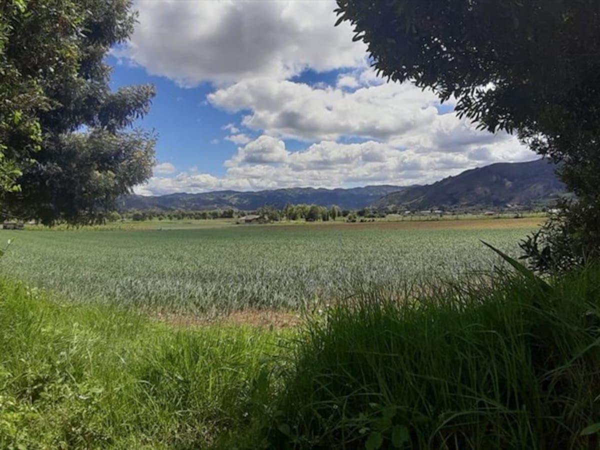 Jóvenes en Boyacá incentivan a otros para que no abandonen el campo