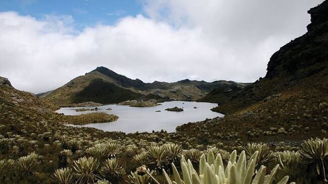 Ivonne González, directora de Dignidad Minera, explicó en Sigue La W que el Estado puede invertir en un páramo solo cuando sea para proteger el lugar. . Foto: Colprensa