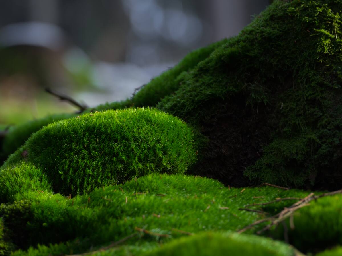 Biomimesis, el proyecto de un santarroseño que transformará el mundo