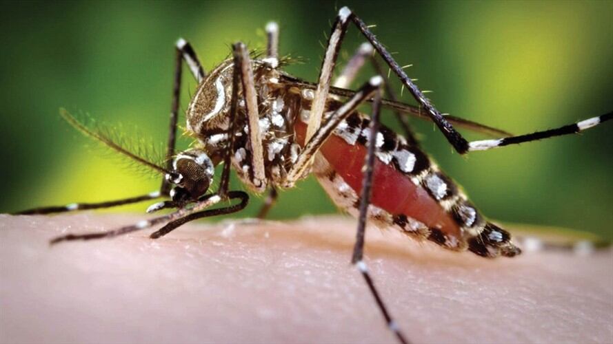 El Valle del Cauca ya suma 17 fallecidos por dengue. Foto: Colprensa