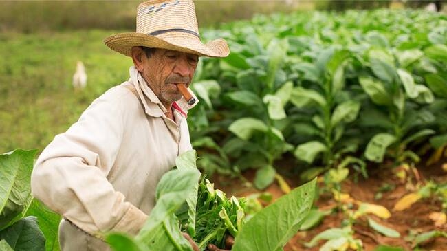 Foto: Prácticas para contribuir a la protección de los suelos