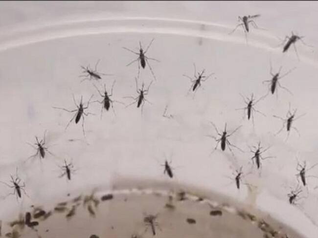 Este año se registran 7.425 casos de esta infección en Santander.. Foto: Suministrada.