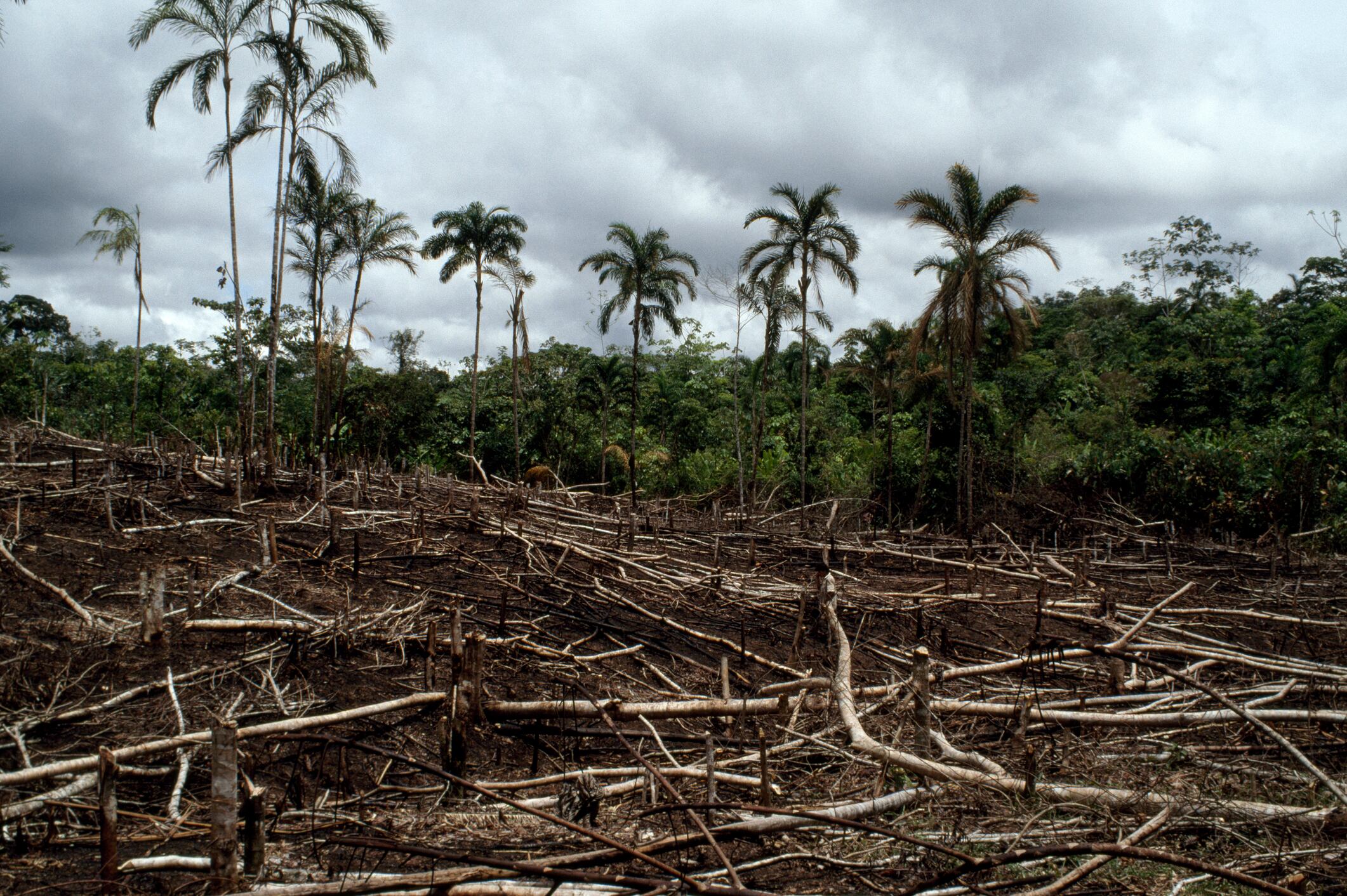 Deforestación en Amazonas. Foto: Getty Images