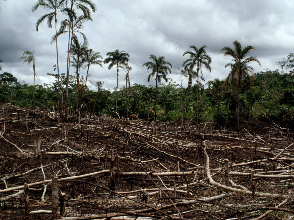 Necesitamos políticas para proteger la biodiversidad: Fundación para la Conservación