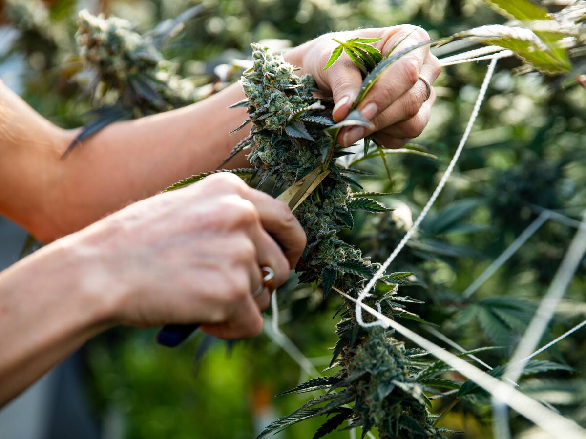 Nuevo intento para regular marihuana recreativa superó tercer debate en Congreso