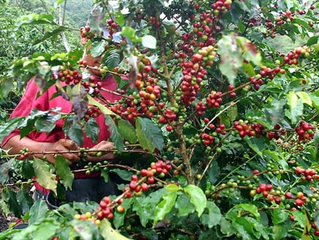 Según la Federación Nacional de Cafeteros, hubo repunte en producción de café en mayo. Foto: Colprensa