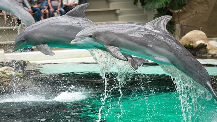 Operador turístico de Europa deja de vender entradas a parques temáticos con animales . Foto: Getty Images
