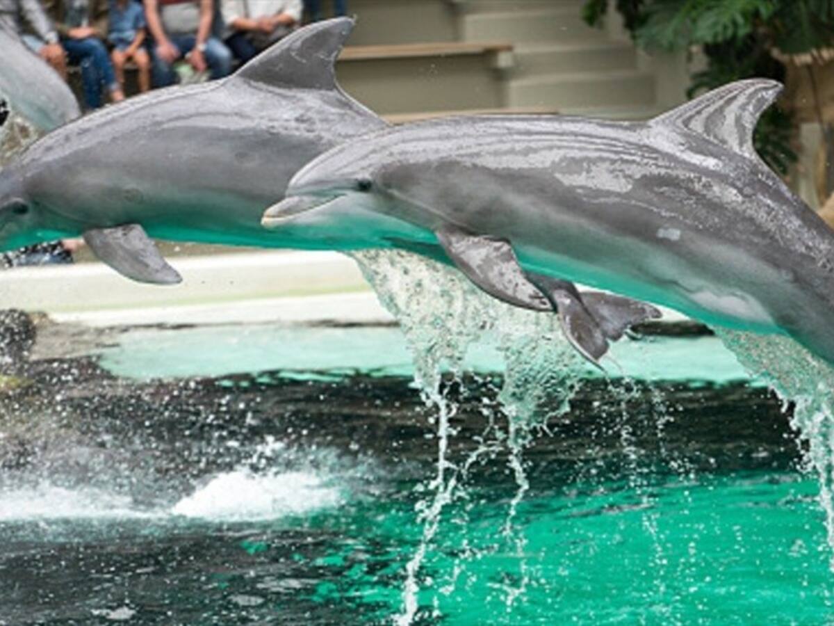 Operador turístico de Europa deja de vender entradas a parques temáticos con animales