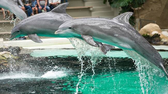 Operador turístico de Europa deja de vender entradas a parques temáticos con animales . Foto: Getty Images